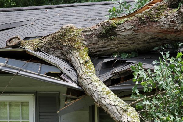Storm Remediation in Cypress